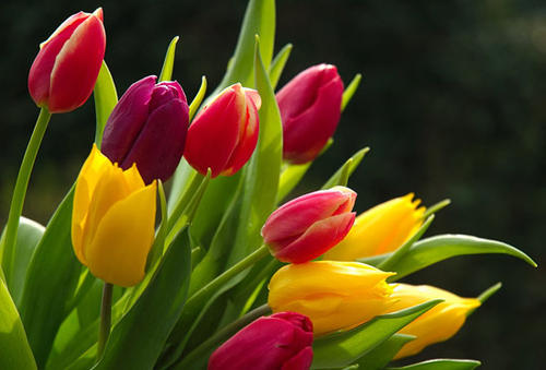 郁金香的花语是什么 不同颜色郁金香的花语