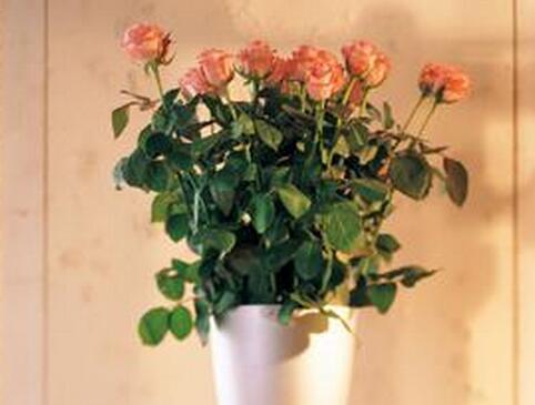 选择室内花卉品种时要注意其风水效应 室内花卉种类