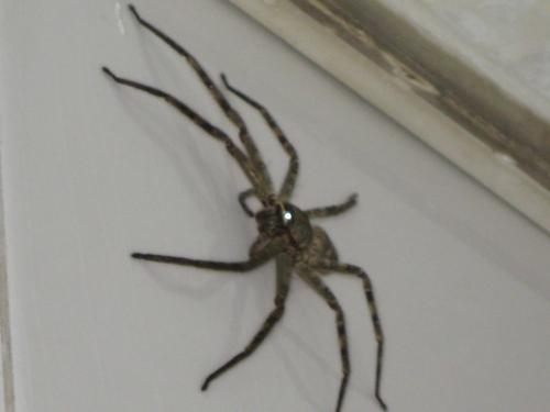 家里有蜘蛛是吉是凶 驱逐蜘蛛最有效的方法