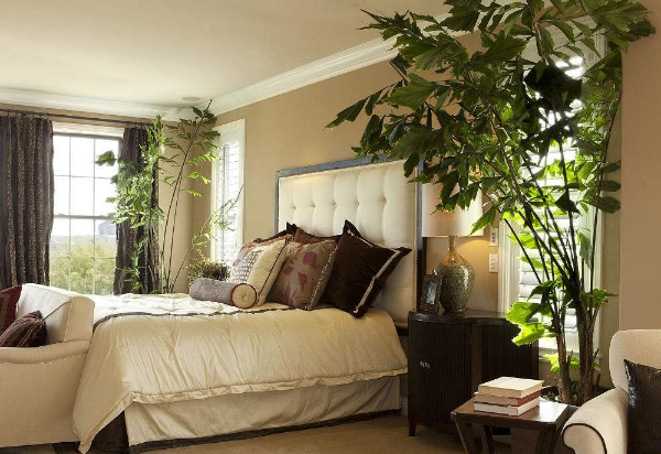 卧室里的植物摆放风水 卧室放植物风水