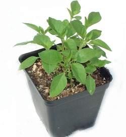罗勒盆栽的种植要点 罗勒的盆栽种植方法