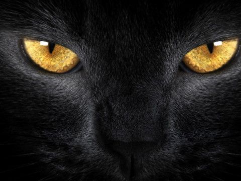 梦见黑猫进家是什么意思【好不好】 梦见一只大黑猫是什么意思