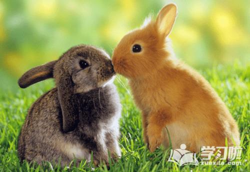 2020年5月和6月生肖属兔和生肖属鸡订婚黄道吉日查询 为什么属兔和属鸡不合