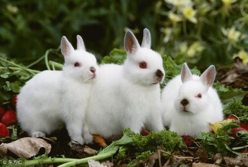 2020年农历五月,六月和七月生肖属兔和生肖属猪订婚吉日精选 1987年属兔是什么火命