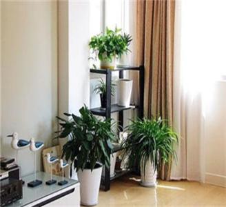 房子风水不好怎么破，摆放植物可以改善室内风水 客厅摆放什么植物最好