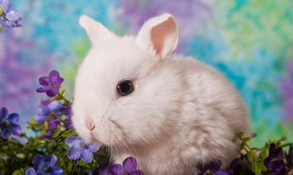 属兔的出生年份 生肖兔是哪一年 属兔的时间