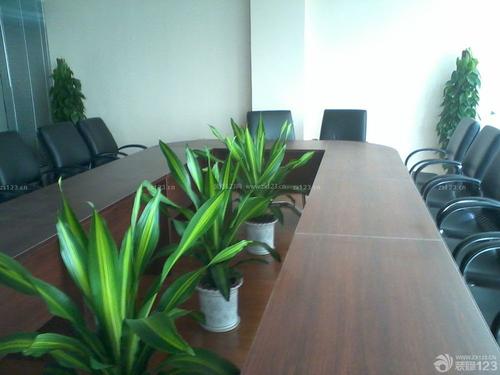 女生办公桌上放什么植物好 会议室桌子上适合放什么植物