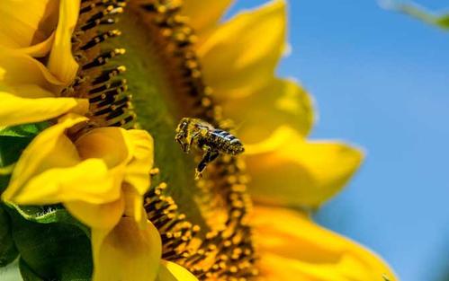 梦见各种昆虫的预兆 梦见蜜蜂