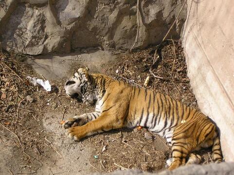 梦见打死老虎是什么意思 梦到打死老虎有什么预兆 做梦梦到死老虎