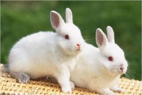 属兔的桃花运在几月份 男命63年属兔人2020年运程