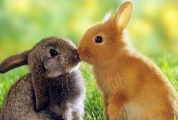属兔男和属兔女的婚姻配吗 属兔男和什么属相不合