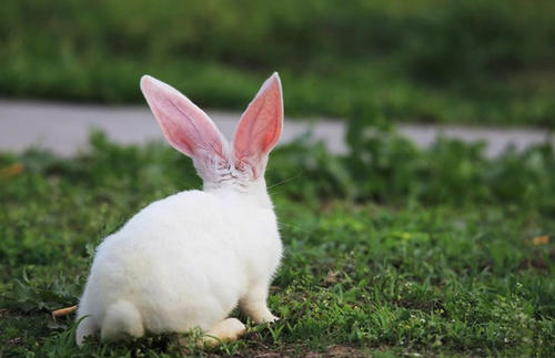 兔宝宝几月份出生的最好 属兔的生在几月最命好 属兔生属鼠的孩子最好