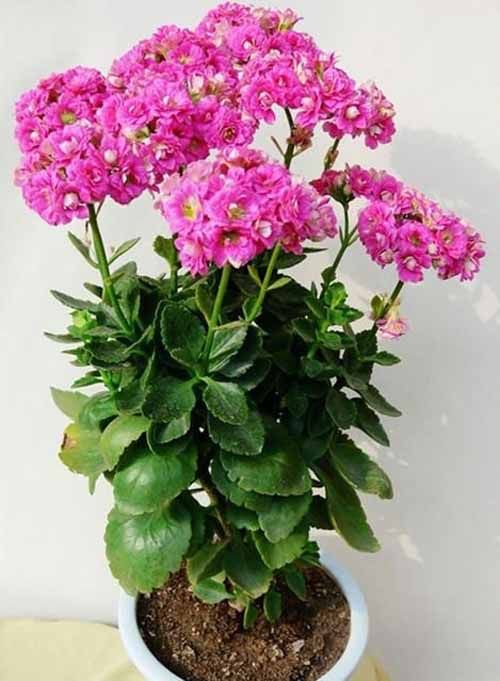 长寿花花语是大吉大利，适合送给自己的长辈 寓意健康长寿的花