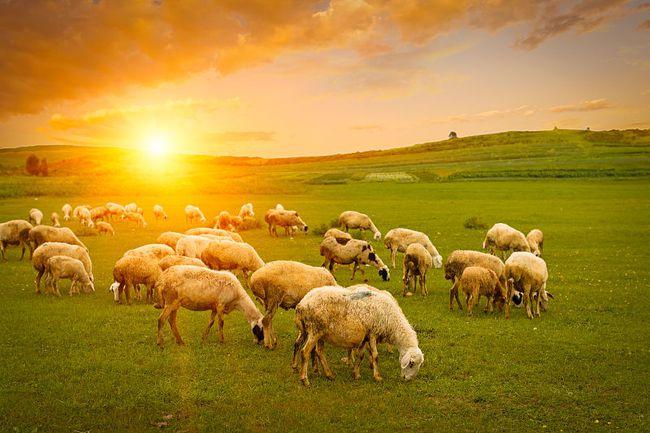 属羊哪天出生最好命 属羊人出生日的命运