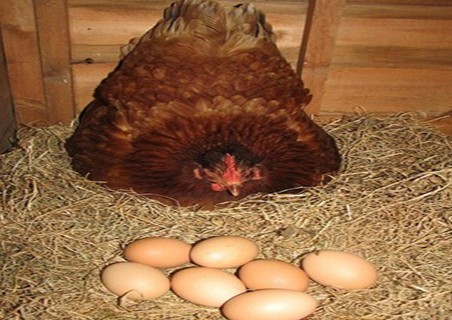 梦见鸡下蛋就死了是什么意思【好不好】 梦见鸡在窝里下蛋好不好