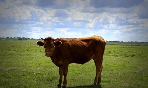 属牛的人性格是怎样，属牛男性追求者众多 属牛几月出生最好
