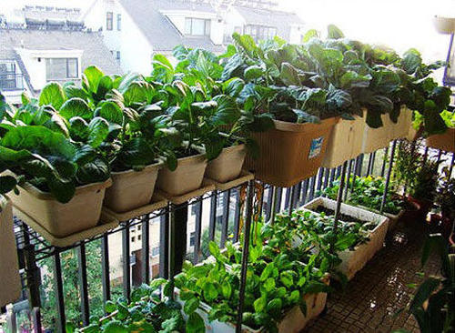 阳台种什么植物最旺风水 阳台摆放什么植物最好的