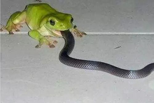 梦见蛇吃青蛙是什么意思 梦见蛇捕食青蛙
