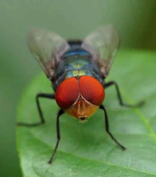 家里突然出现苍蝇的预兆 家里有好多苍蝇是什么兆头