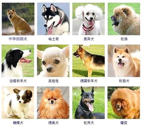 如何给狗狗取一个洋气的英文名？ 好听的男狗狗名字英文