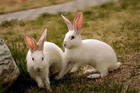 属兔的人2017年多大，属兔的今年多大 属虎2020年运势及运程