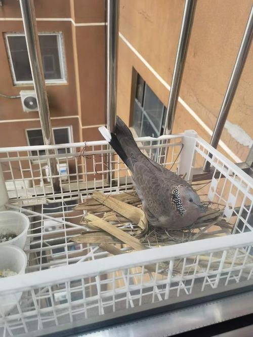 鸽子飞到家里代表什么 寓意风水好 鸽子飞到阳台预示什么