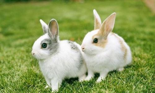 1987年属兔的最佳配偶 87年属兔的一生婚姻 属兔32岁婚姻状况