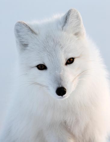 梦见白狐狸是什么意思 梦到白狐狸有什么预兆 女性梦见一只白狐狸