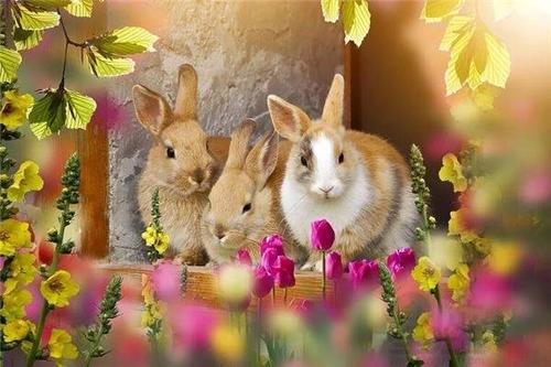 生肖兔在1975年芒种出生命局如何,芒种出生属于什么星座 1963属兔是什么命