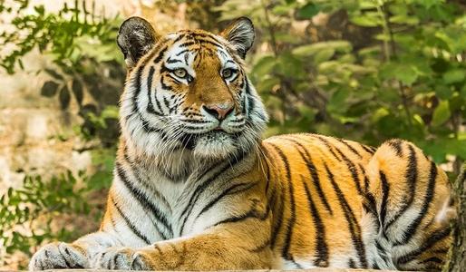 属虎的今年多大，1986年出生属虎的人都快32岁了 1974年属虎是什么命