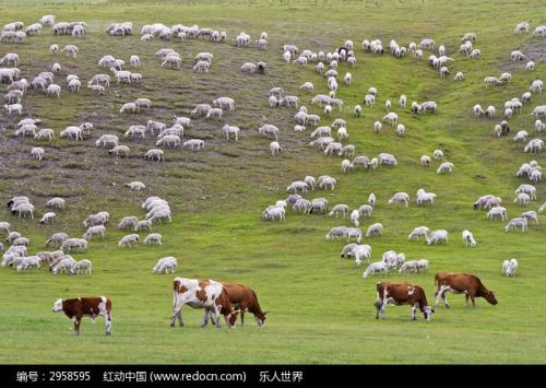 为什么牛羊相配是大忌 牛羊的命运分析 牛羊婚配结局