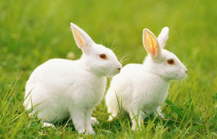 属兔的宝宝几月出生最好 属兔最命苦的时辰