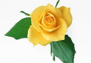 黄玫瑰花语是纯洁的友谊，但是也代表消逝的爱情 代表纯洁的花语