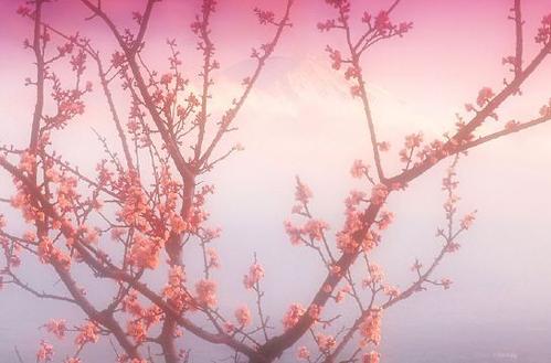什么是红鸾天喜星 紫微斗数中的桃花星 红鸾和天喜哪个好